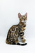 Meet Jasper, an adorable Bengal kitten with a stunning spotted and marbled coat