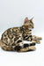 Meet Jasper, the adorable Bengal kitten with a stunning spotted coat