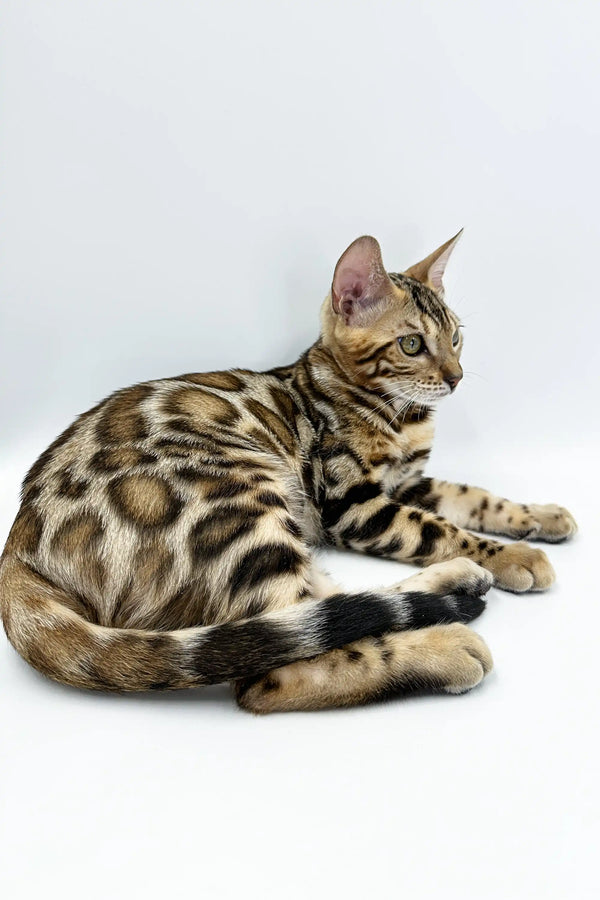 Meet Jasper, the adorable Bengal kitten with a stunning spotted coat