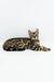 Bengal kitten Jasper lounges stylishly with his unique spotted coat