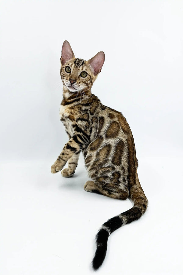 Bengal kitten Jasper showing off his unique spotted coat while sitting upright