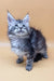 Fluffy gray tabby kitten named Jass, a cute Maine Coon in playful pose