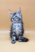 Fluffy gray tabby kitten from the Jass Maine Coon Kitten collection