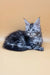 Gray and black tabby kitten in the Jass Maine Coon Kitten product display