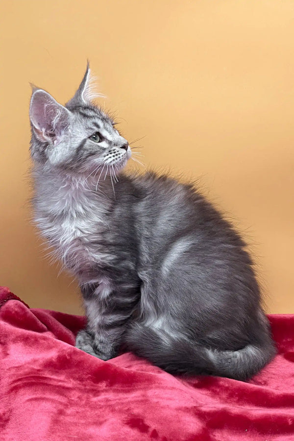 Adorable Gray Tabby Kitten in Jass Maine Coon Kitten product display