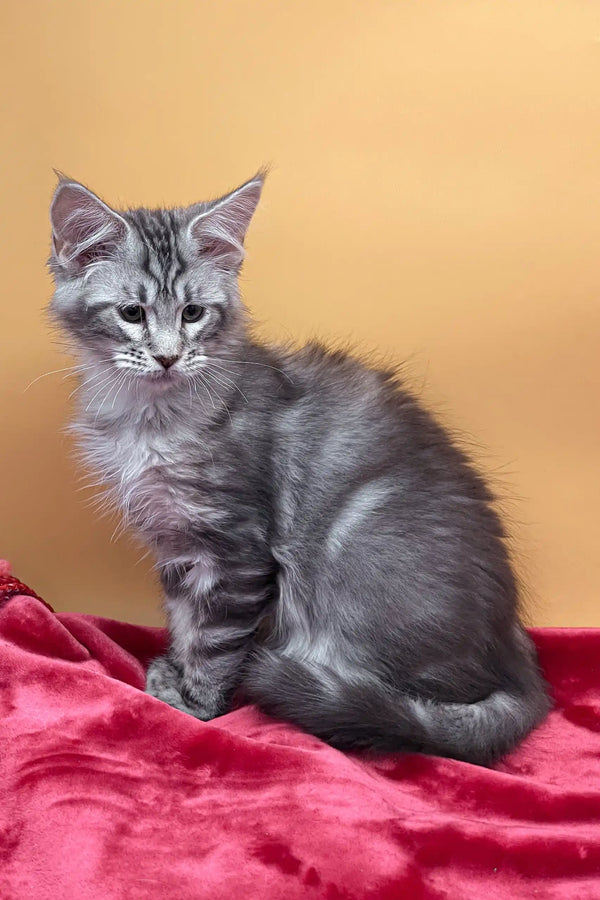 Gray tabby kitten from the Jass Maine Coon Kitten collection, super cute and playful