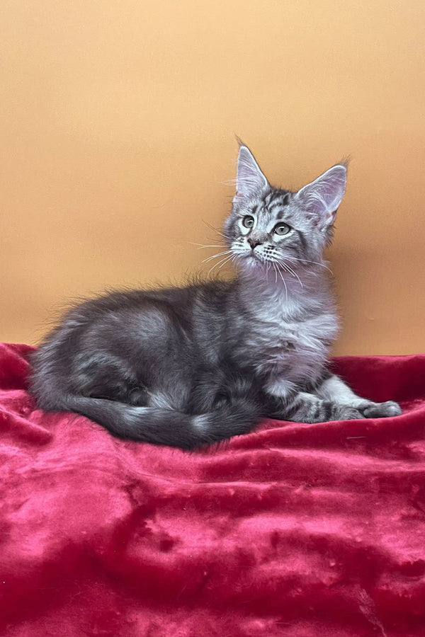 Gray tabby Maine Coon kitten Jass looking cute and playful in a cozy setting