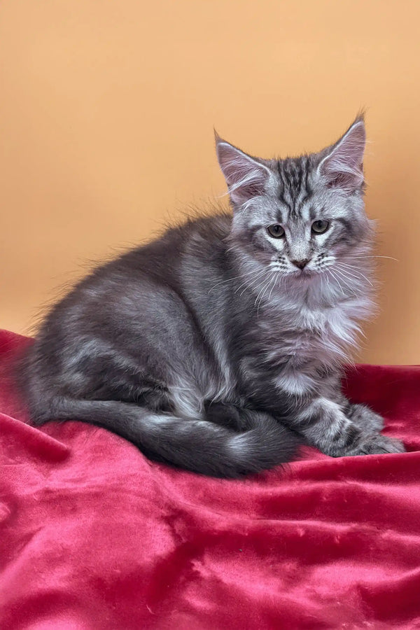 Cute gray tabby kitten Jass from Maine Coon Kitten collection, perfect for cat lovers