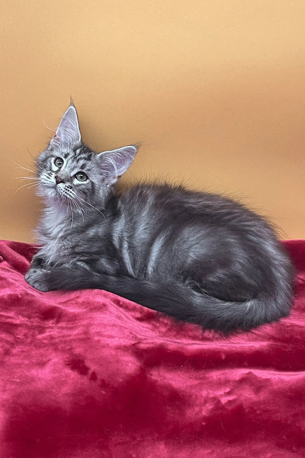 Gray tabby kitten in the Jass Maine Coon Kitten product display