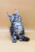 Cute Gray Tabby Kitten perfect for Jass | Maine Coon Kitten lovers everywhere