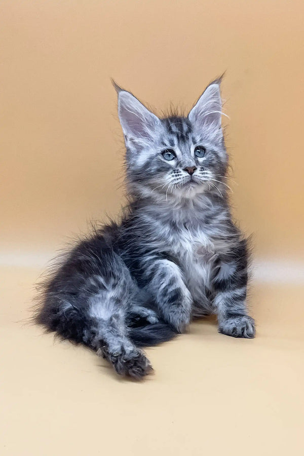 Cute Silver Tabby Maine Coon Kitten named Jass ready for a loving home