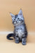 Silver tabby Maine Coon kitten named Jass in a cute, playful pose