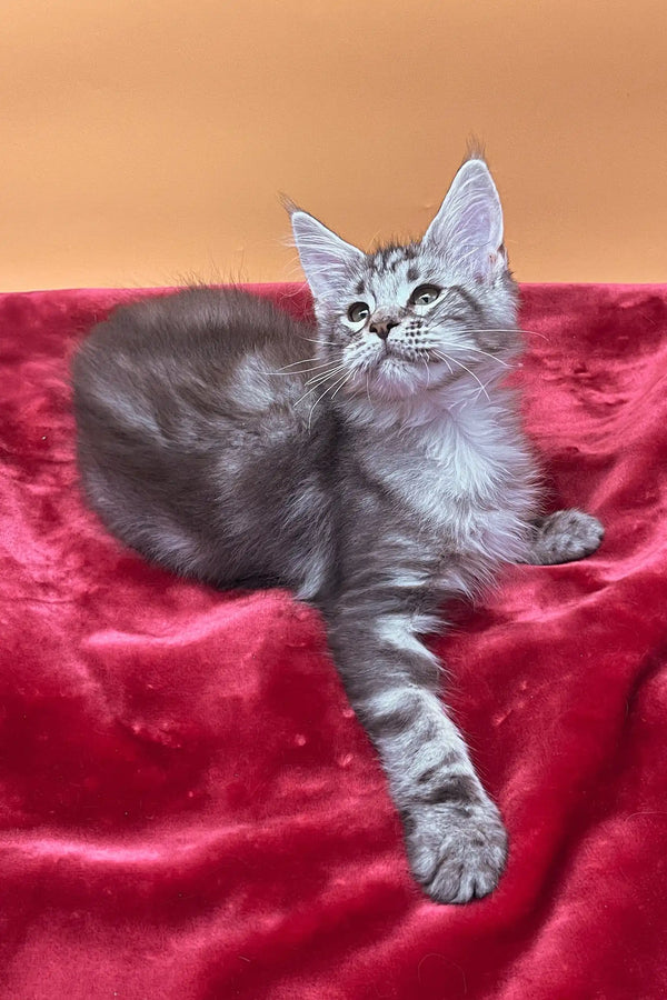 Cute Silver Tabby Kitten from Jass Maine Coon Kitten collection, playful and adorable