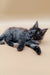 Gray fluffy Maine Coon kitten lying on its side, looking adorable and playful