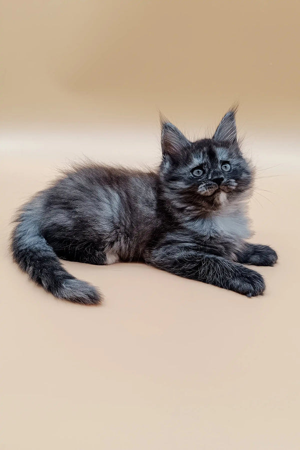 Fluffy gray and white Maine Coon kitten chilling with bright blue eyes