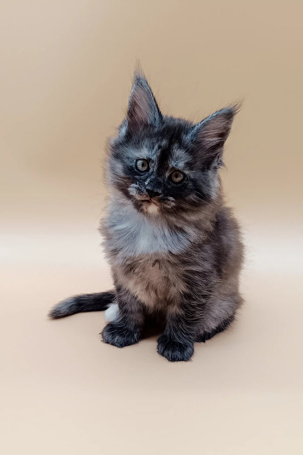 Fluffy gray Maine Coon kitten with bright blue eyes sitting upright