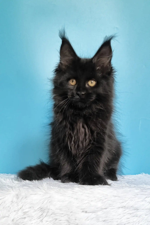Jay | maine coon kitten