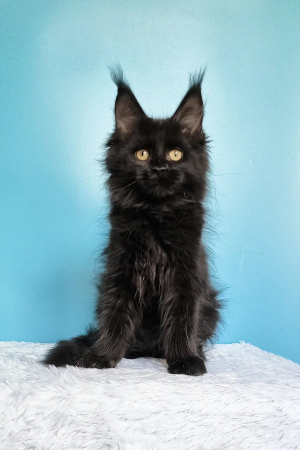 Jay | maine coon kitten