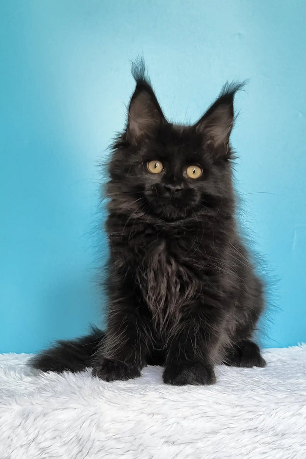 Jay | maine coon kitten