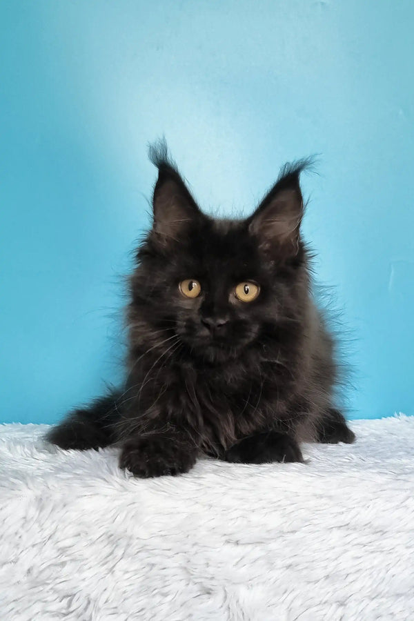 Jay | maine coon kitten