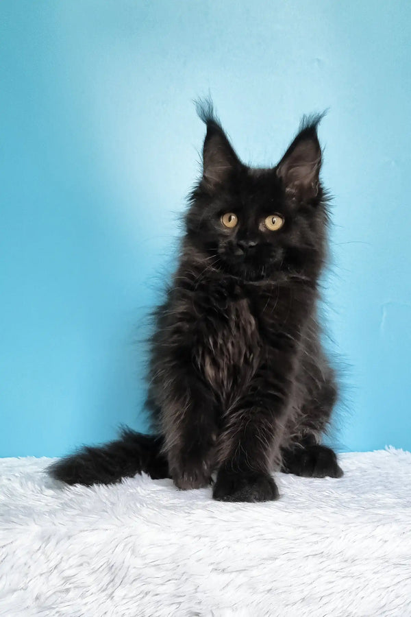 Jay | maine coon kitten