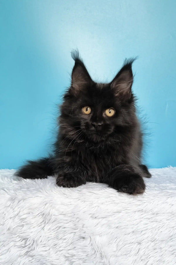 Jay | maine coon kitten