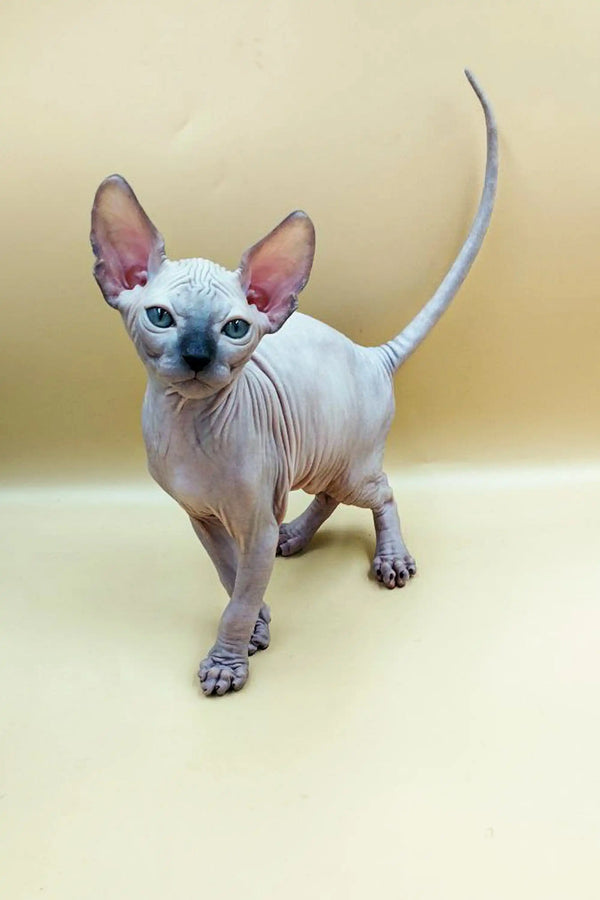 Jazz, an adorable Sphynx kitten with big ears and blue eyes, ready to play!