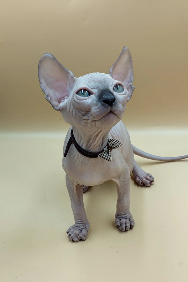 Adorable Sphynx kitten Jazz sporting a cute bow tie for stylish charm