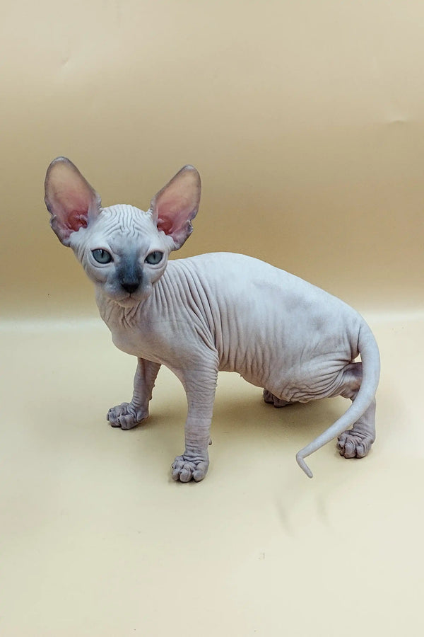 Adorable Sphynx kitten with large ears and wrinkled skin in Jazz | Sphynx Kitten