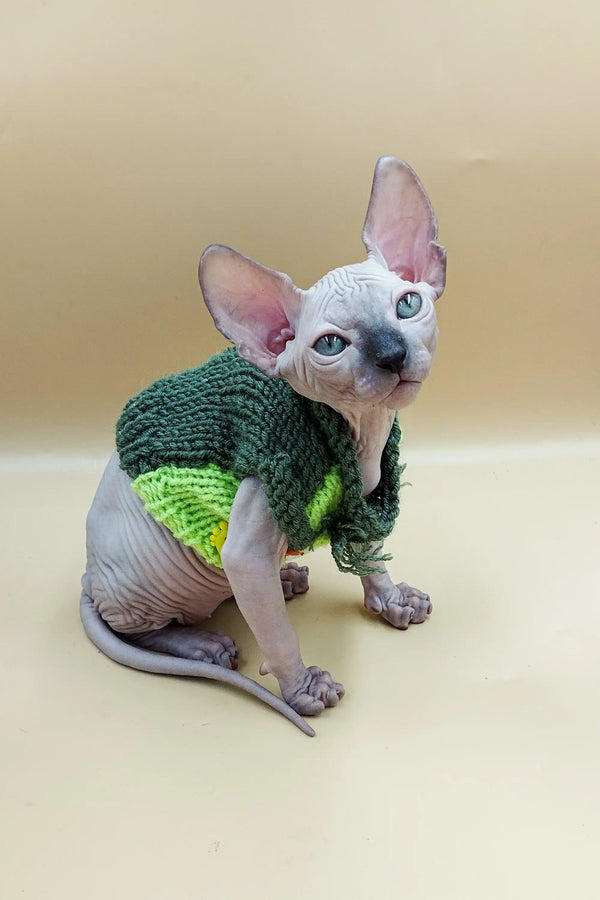 Adorable Sphynx kitten in a cozy green sweater from Jazz | Sphynx Kitten collection