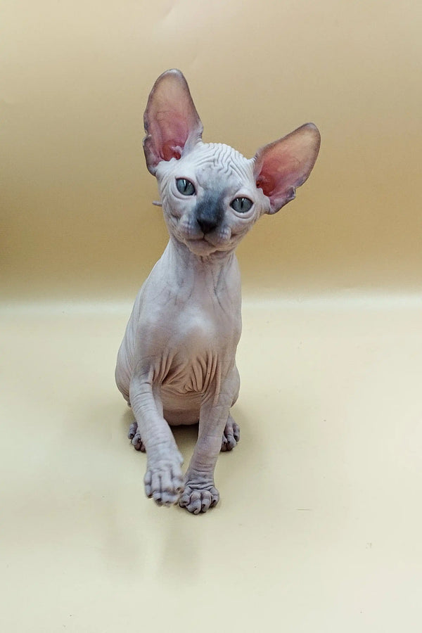 Adorable Sphynx kitten with large ears and wrinkled skin, perfect for pet lovers