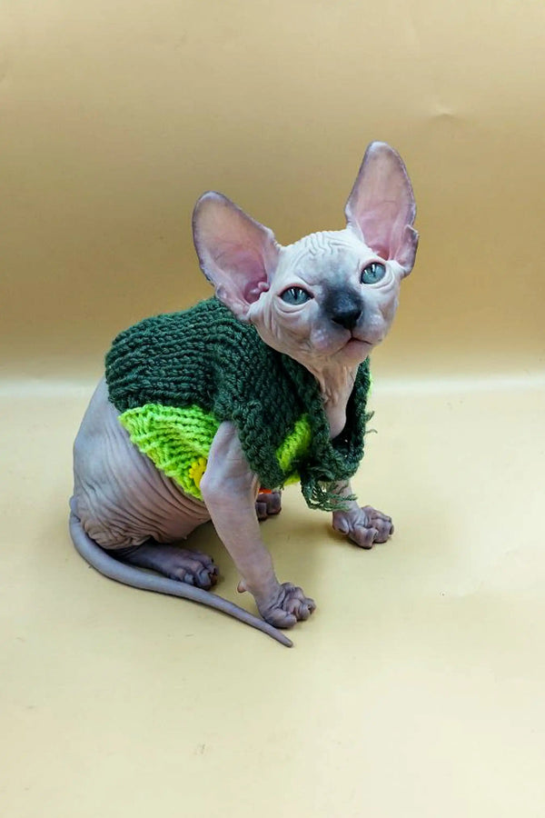Adorable Sphynx kitten in a cozy green knitted sweater, perfect for style and warmth