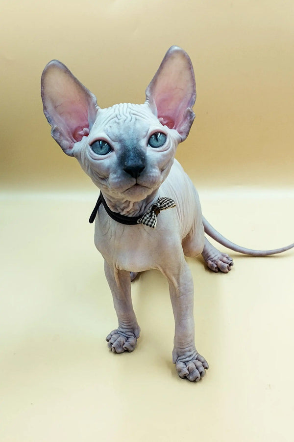Adorable Sphynx kitten Jazz with big ears and blue eyes wearing a cute bow tie