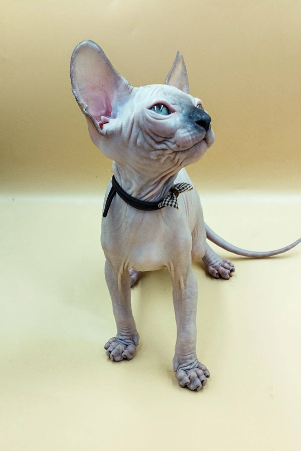 Adorable Sphynx kitten Jazz with big ears and striking blue eyes in a collar