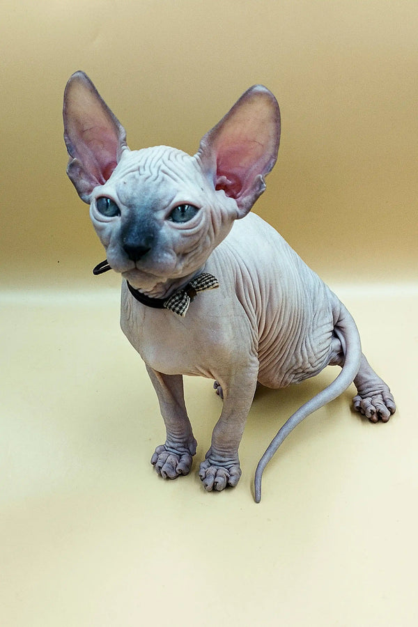 Adorable Sphynx kitten Jazz with big ears, blue eyes, and a cute bow tie