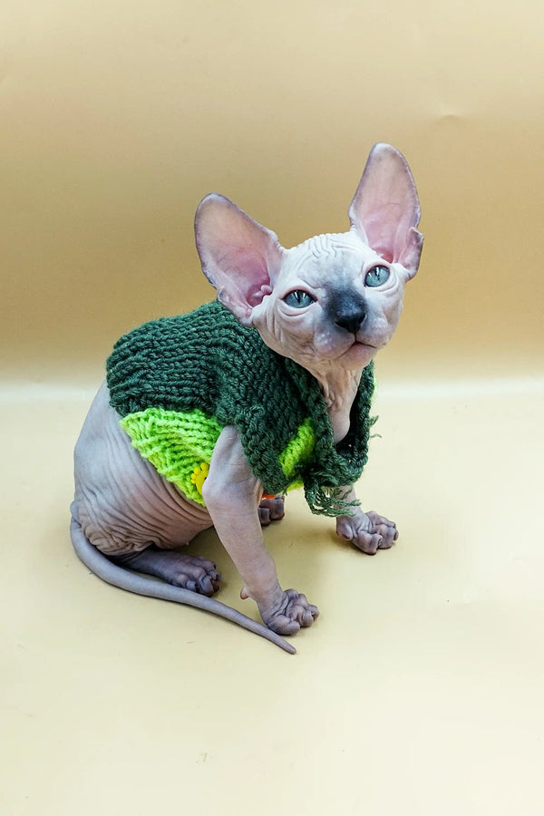 Adorable Sphynx kitten in a green knitted sweater, perfect for cozy vibes