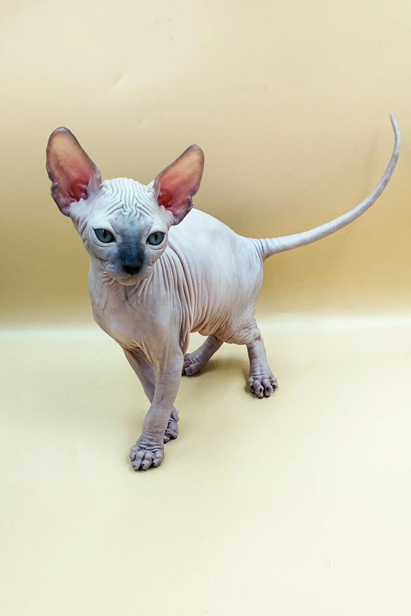 Adorable Sphynx kitten named Jazz with large ears and a long tail