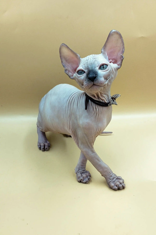 Adorable Sphynx kitten Jazz with big ears and blue eyes, stylishly wearing a collar