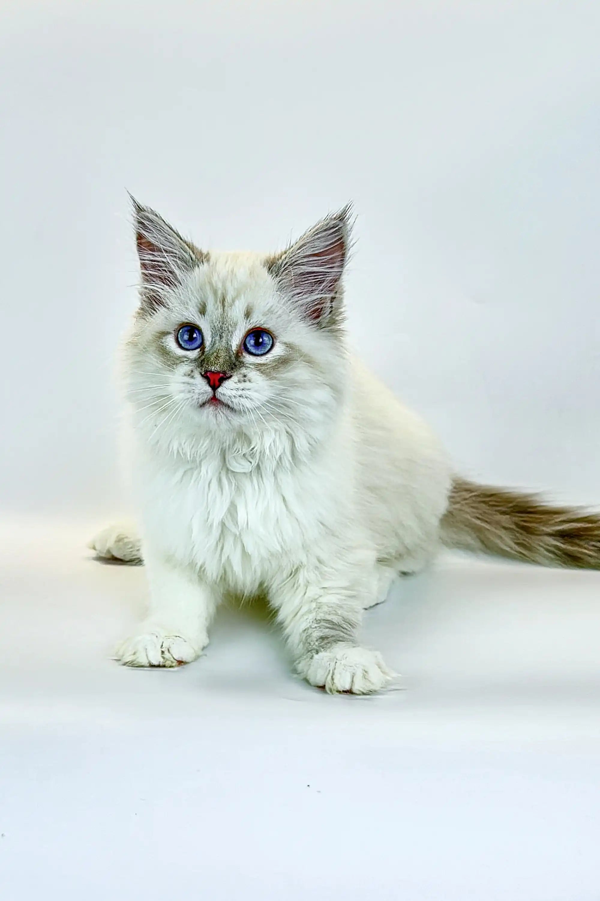 Kittens For Sale Jeannie | Siberian Kitten