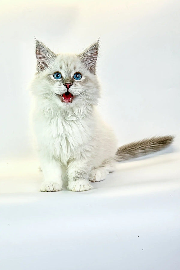 Adorable Siberian kitten with fluffy white fur and bright blue eyes