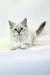 Adorable White fluffy Siberian Kitten with stunning blue eyes named Jeannie