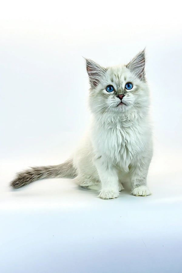 White fluffy Siberian kitten with stunning blue eyes, perfect for your home