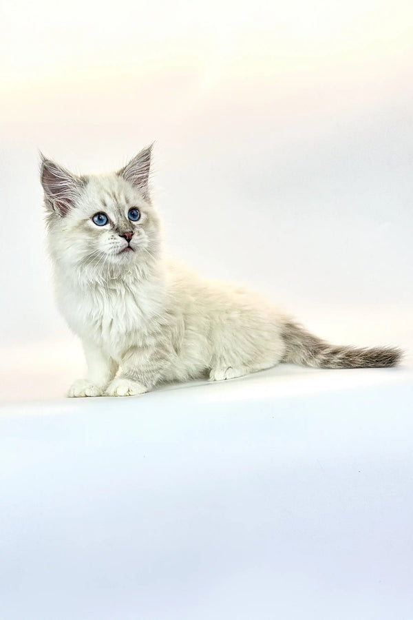 Fluffy white Siberian kitten with blue eyes and a long tail, perfect cuddly friend