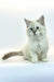 Fluffy white Siberian kitten with blue eyes and a long tail in Jeannie product