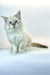 Fluffy white Siberian kitten with stunning blue eyes, perfect for your home