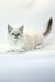 White fluffy Siberian kitten with blue eyes lounging on a plain surface