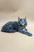 Gray Maine Coon kitten with blue eyes lounging cutely, showcasing blue tortoise markings