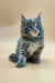 Fluffy gray and white Maine Coon kitten with bright blue eyes, perfect for Jeany