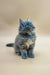 Fluffy gray Maine Coon kitten Jeany sitting upright with an alert expression