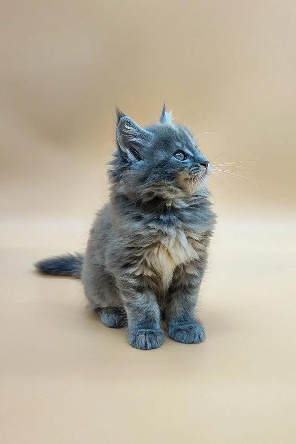 Fluffy gray Maine Coon kitten Jeany sitting upright with an alert expression